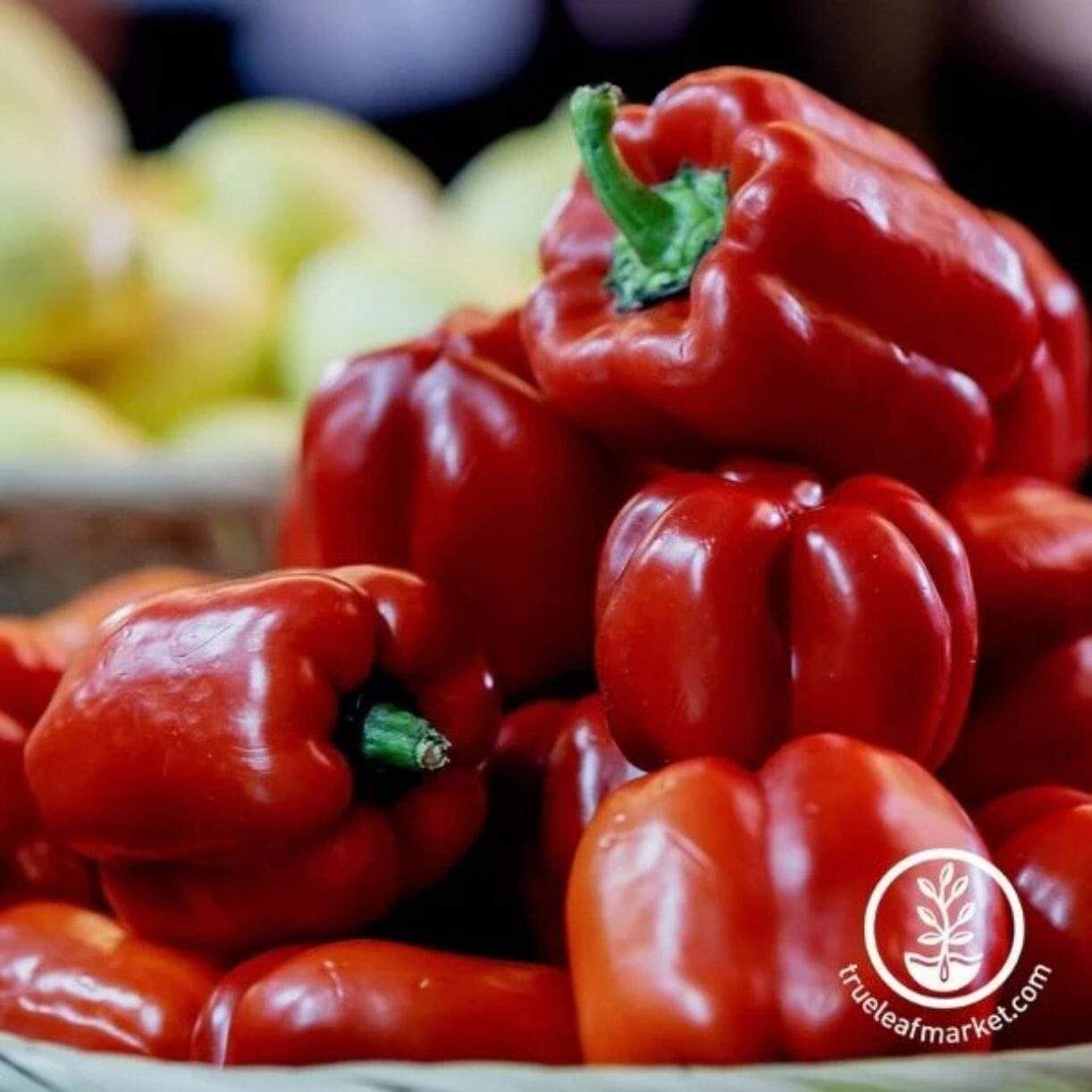 Cal Rose Red Pepper