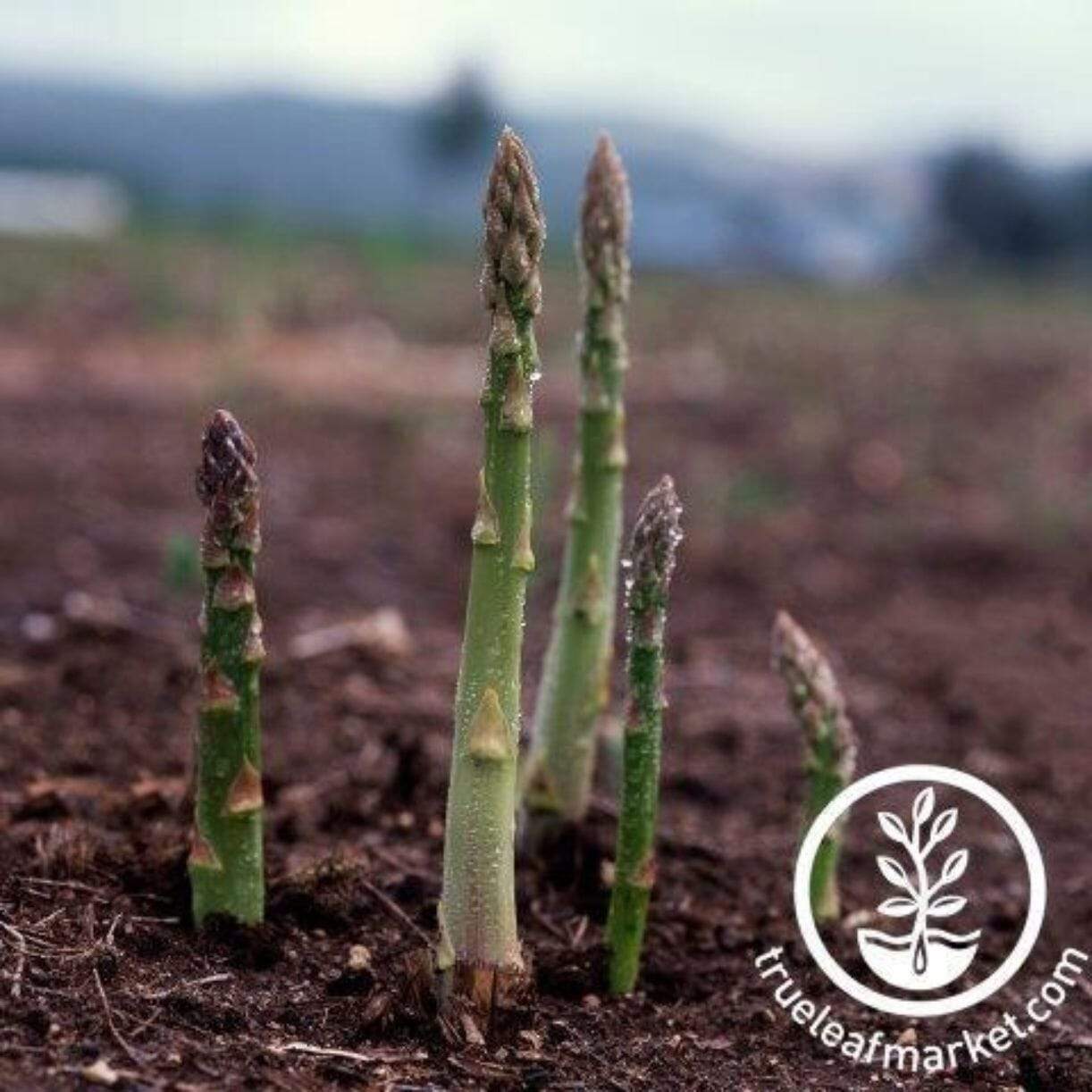 Uc 157 Asparagus
