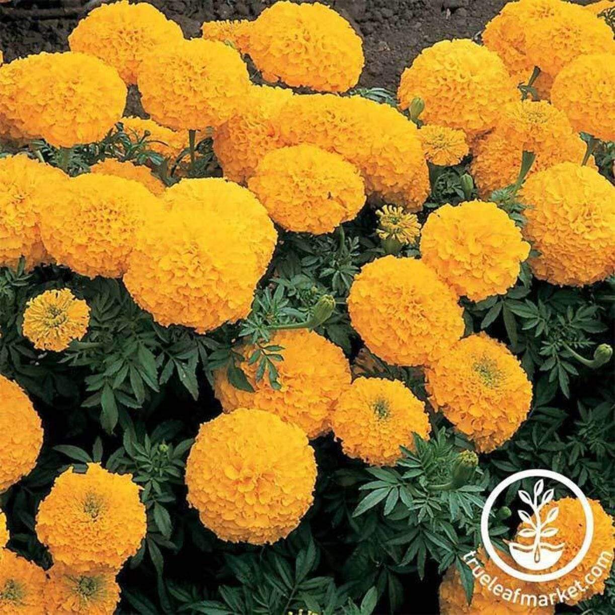 Inca Ii Series African Marigold