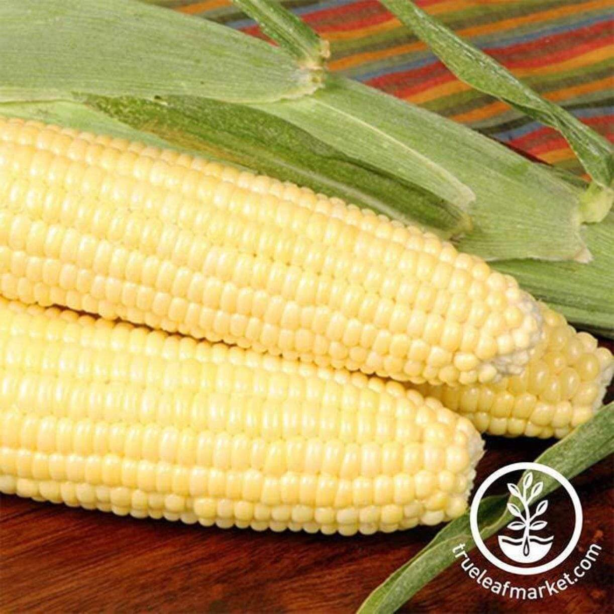 Bodacious R/m Corn