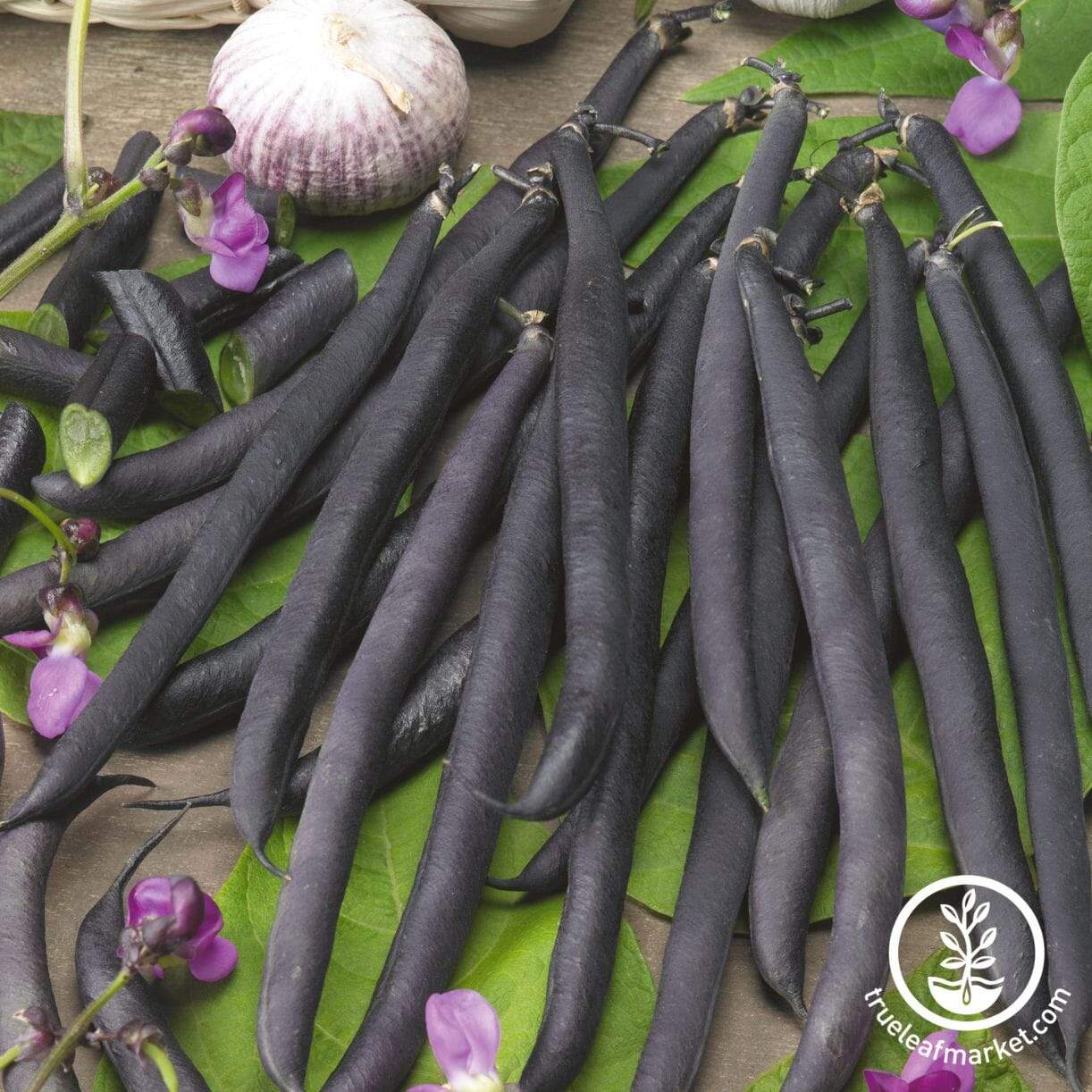 Purple French Filet Bean