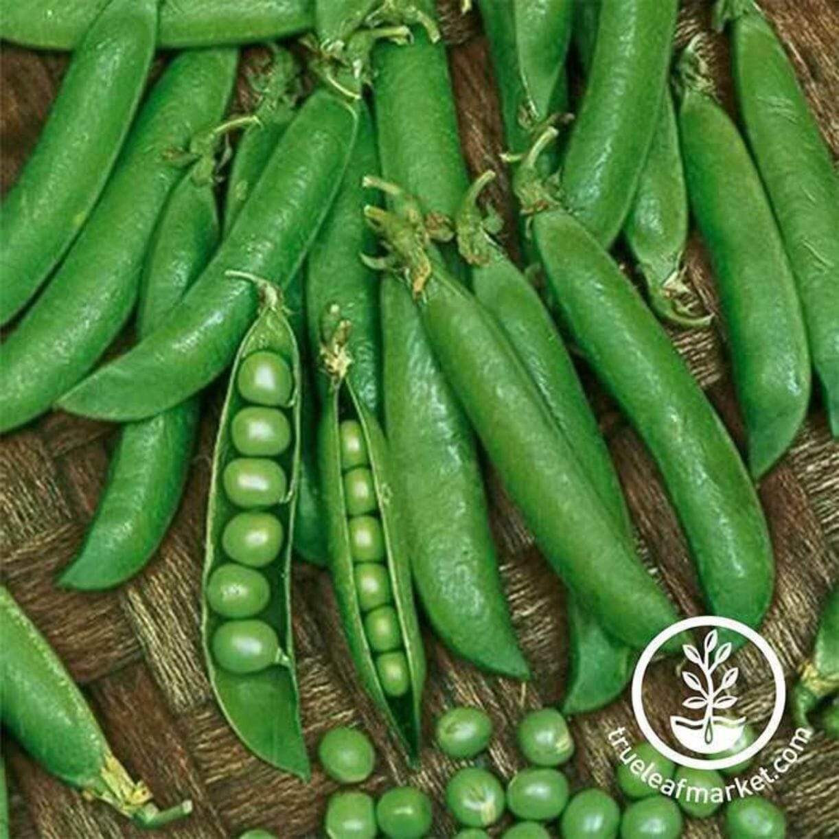 Sugar Sprint Pea