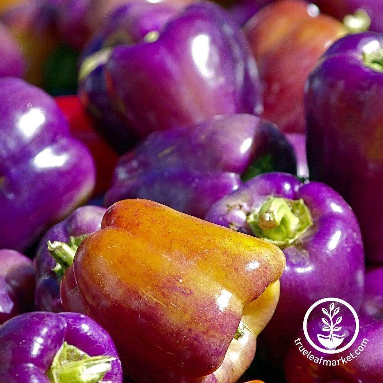 Lilac Bell Pepper