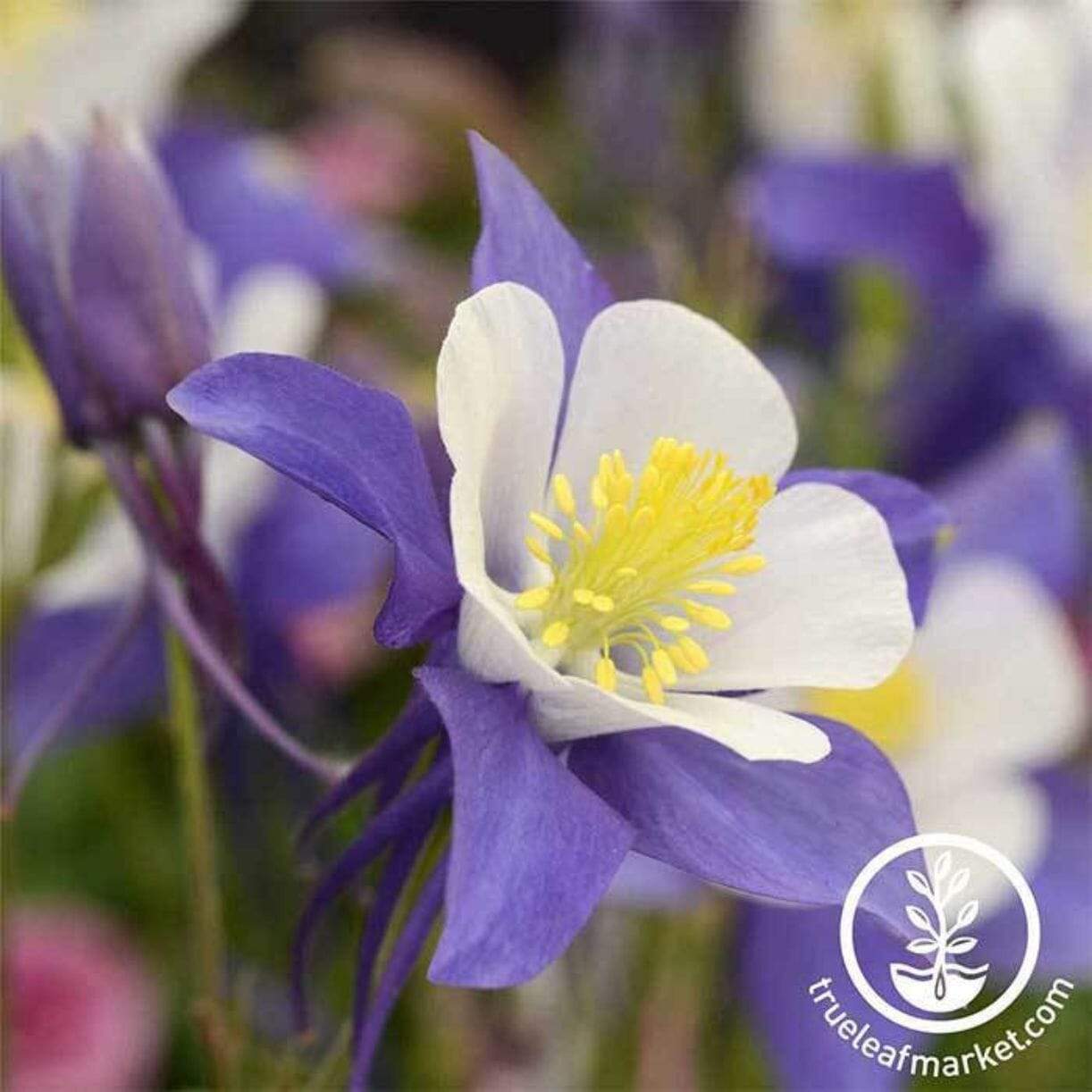 Blue And White Swan Columbine
