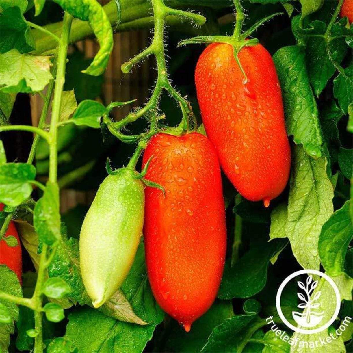 San Marzano Determinate Tomato