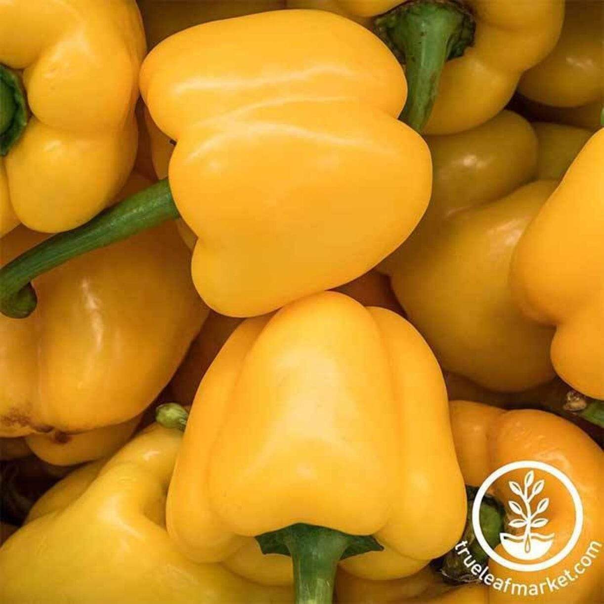 Mini Bell Yellow Pepper
