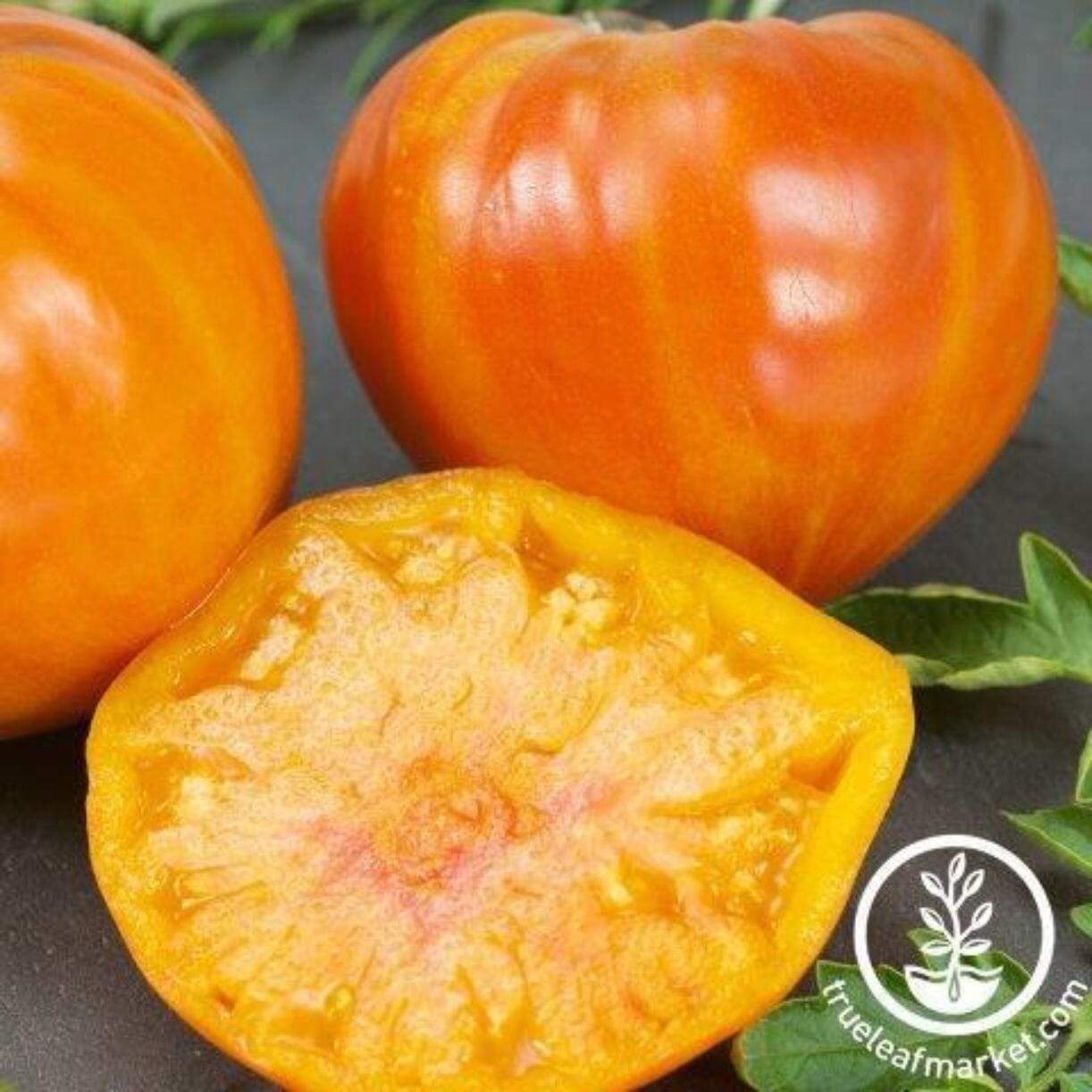 Patty's Striped Beefsteak Tomato