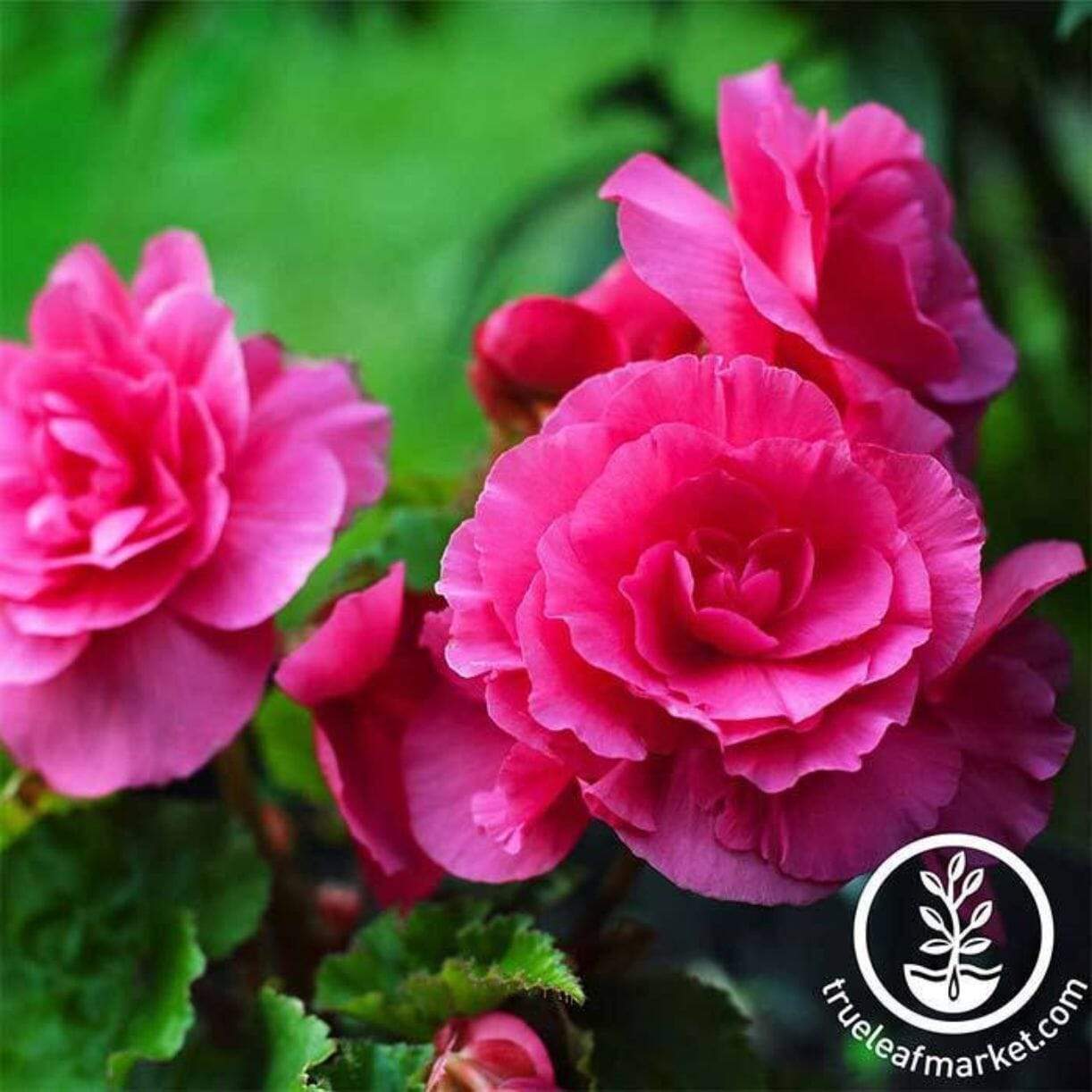Nonstop Series Begonia