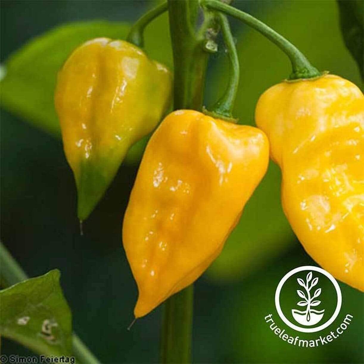 Habanero Lemon Pepper