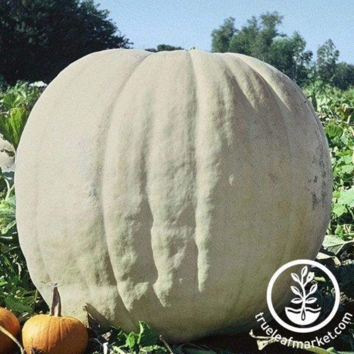 Show Winner Pumpkin
