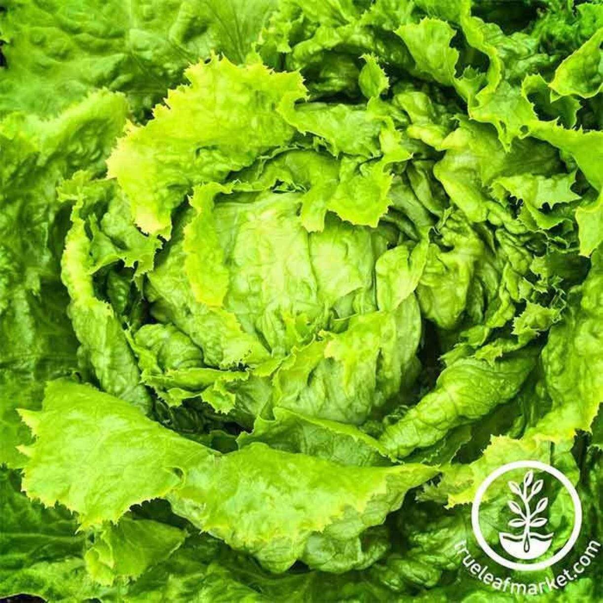 Hanson Improved Lettuce