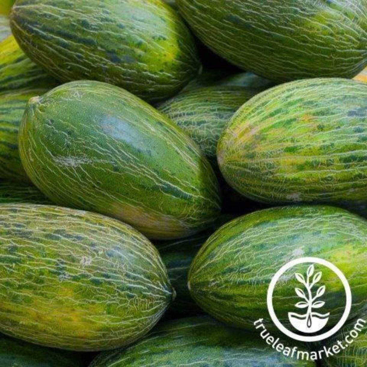 Late Valencia Melon