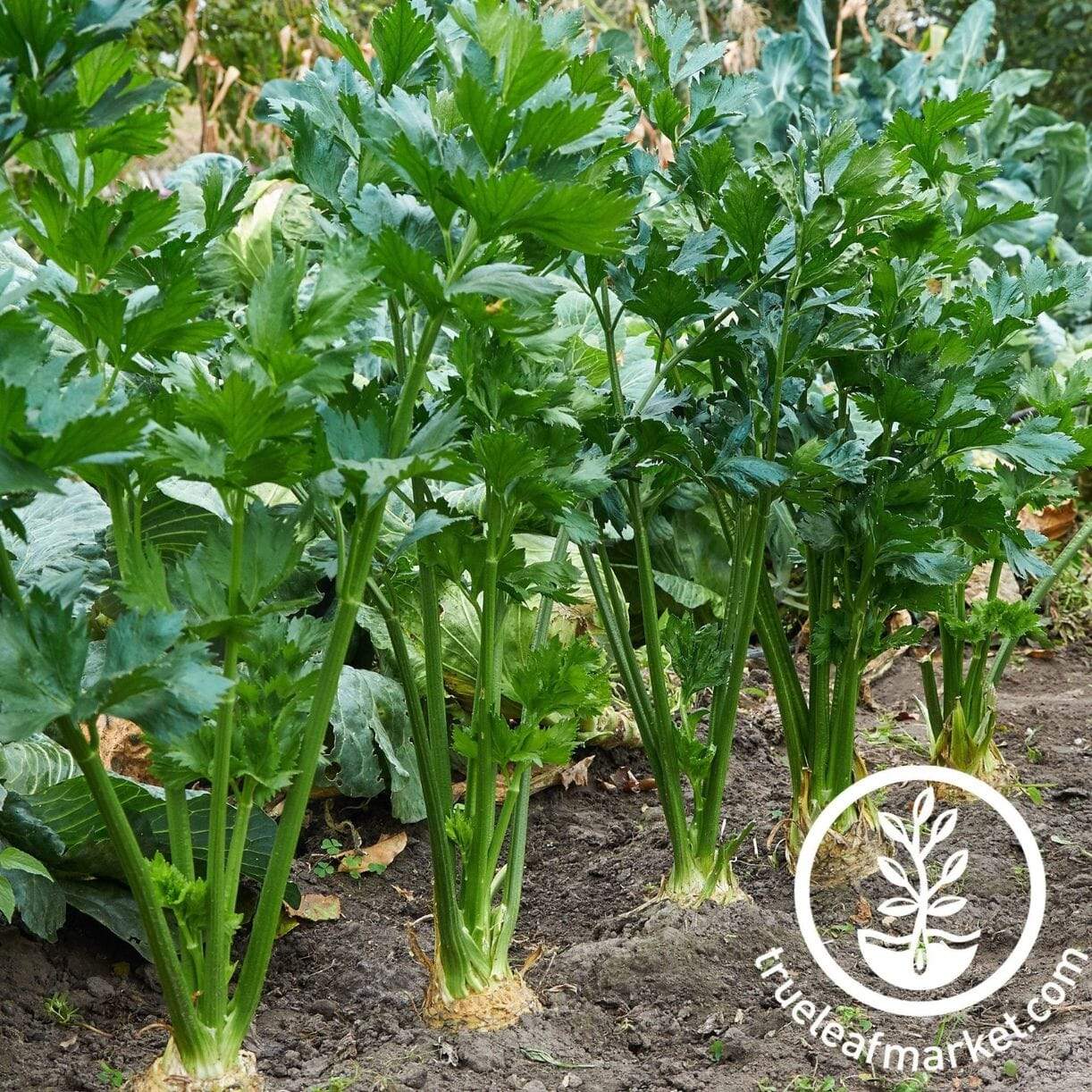 Tendercrisp Celery