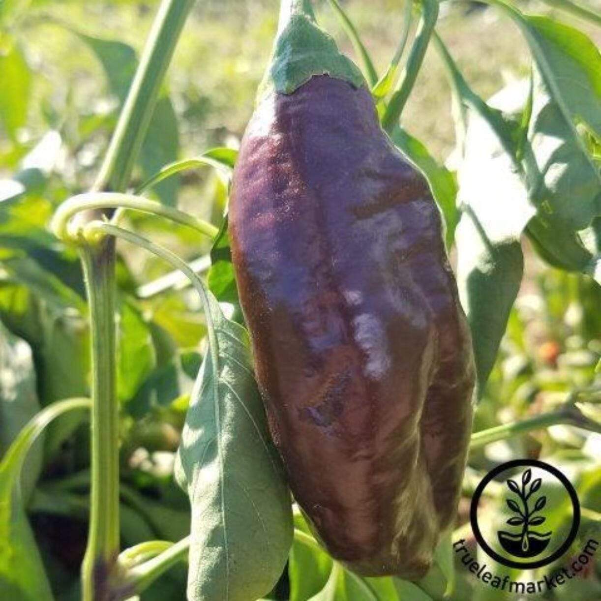 Sweet Chocolate Pepper