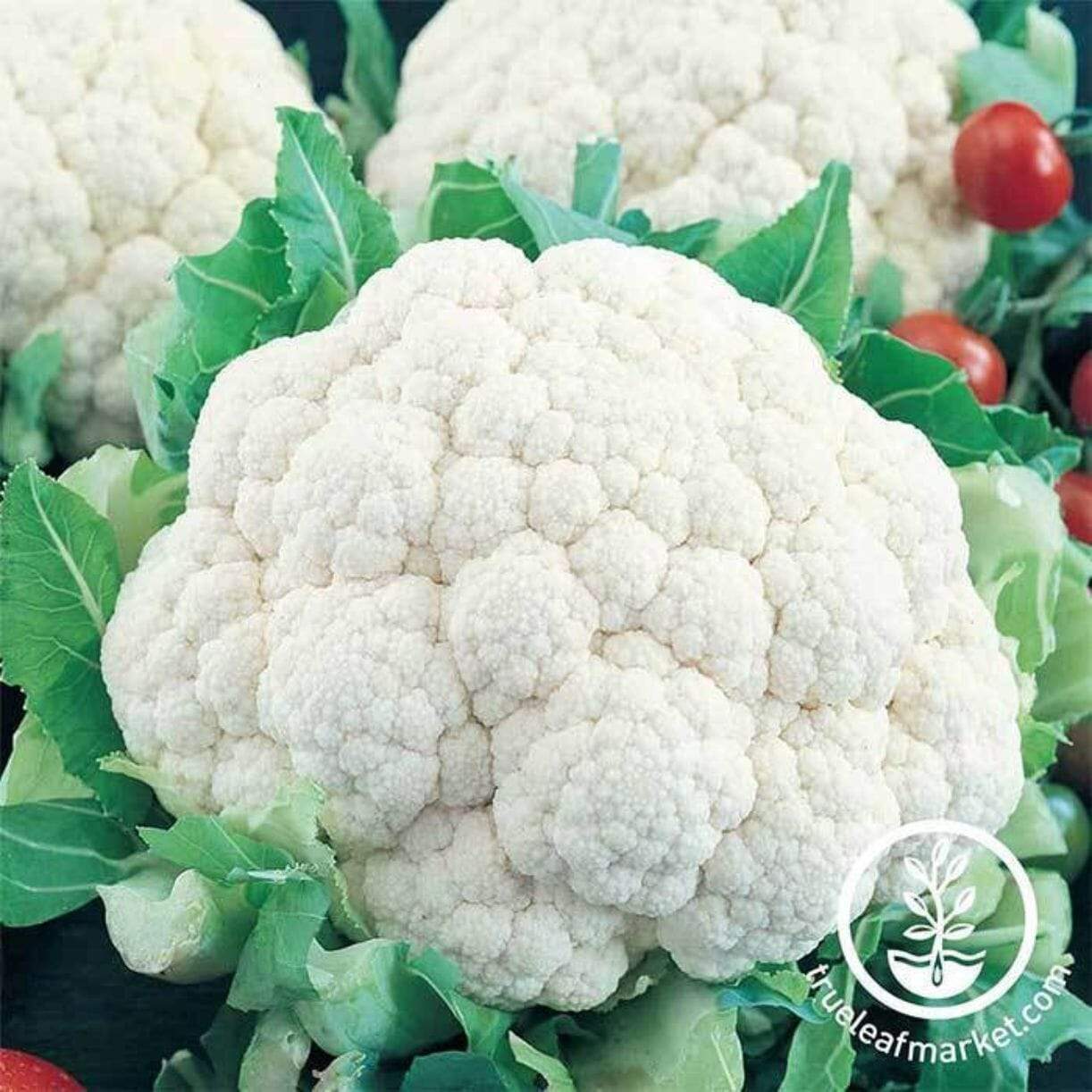 Snowball Y Improved Cauliflower