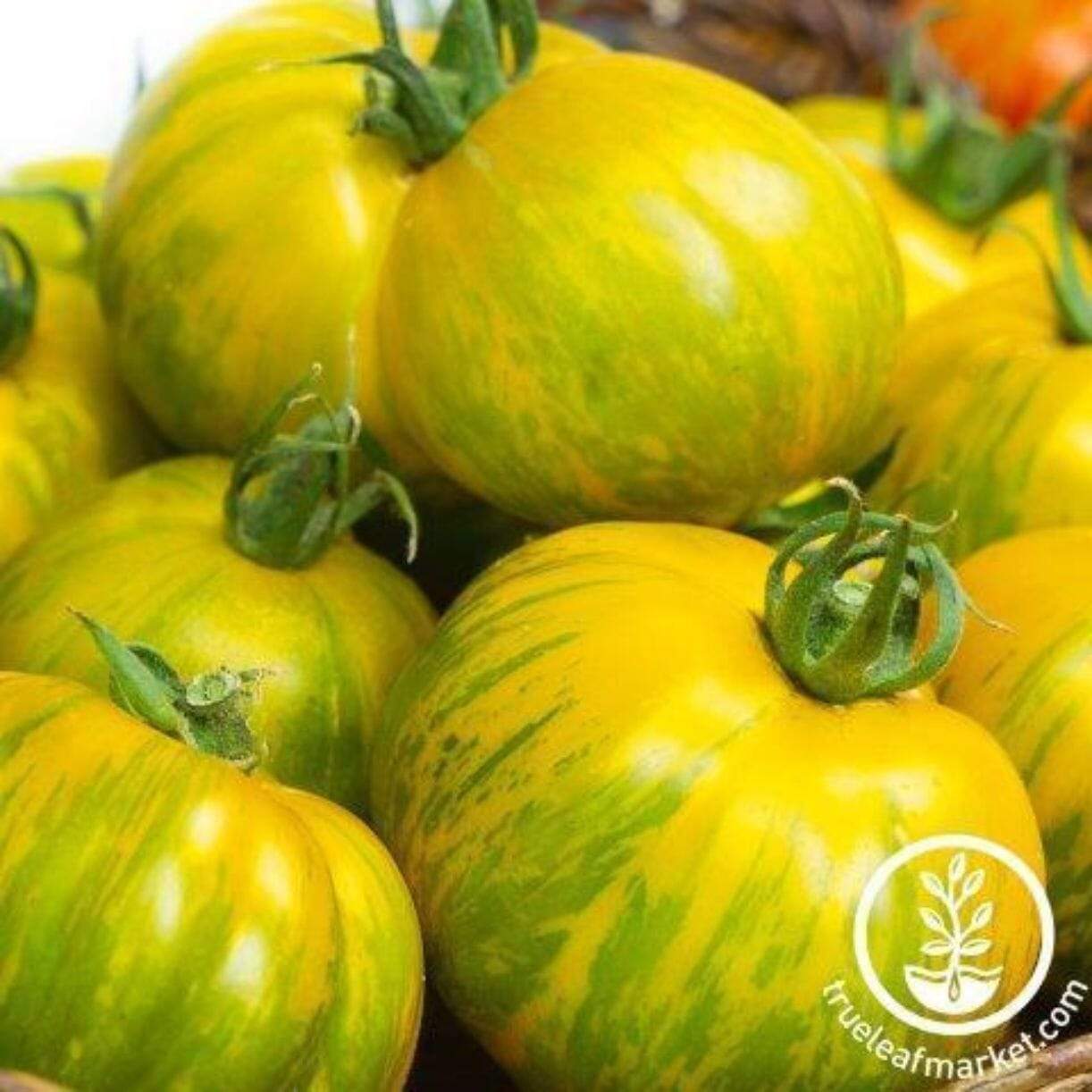 Green Zebra Giant Tomato