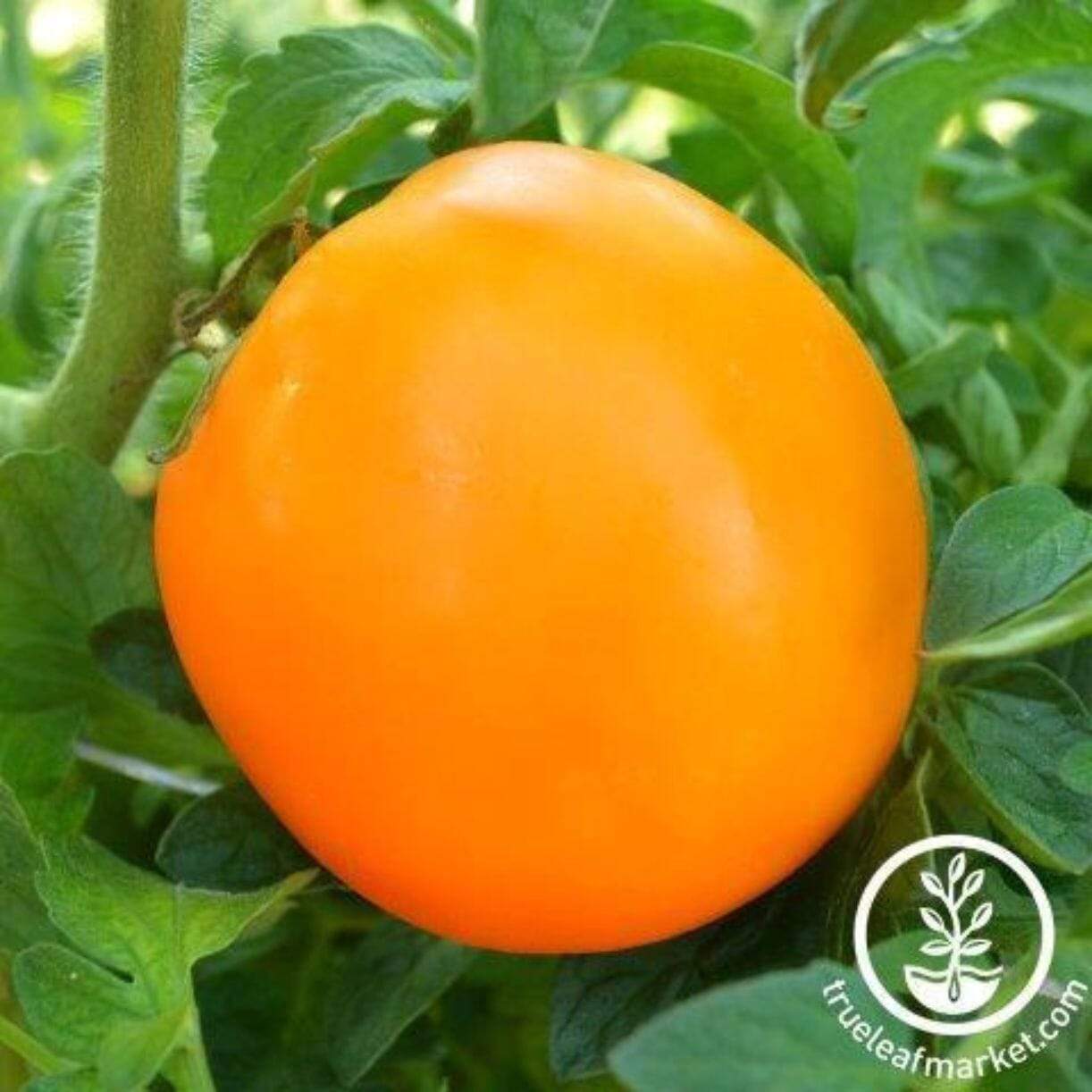 Orange Queen Tomato