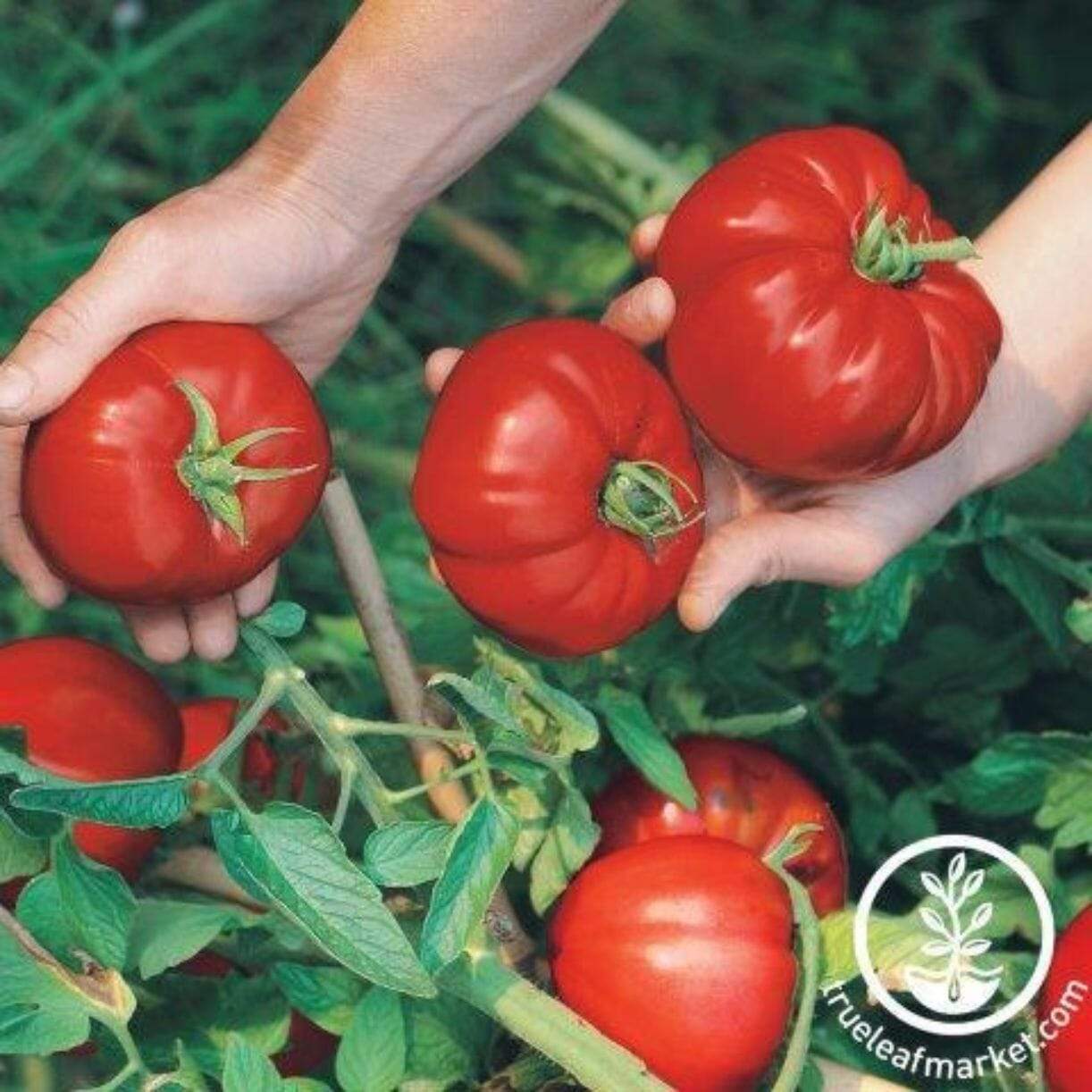 Boy-oh-boy Tomato