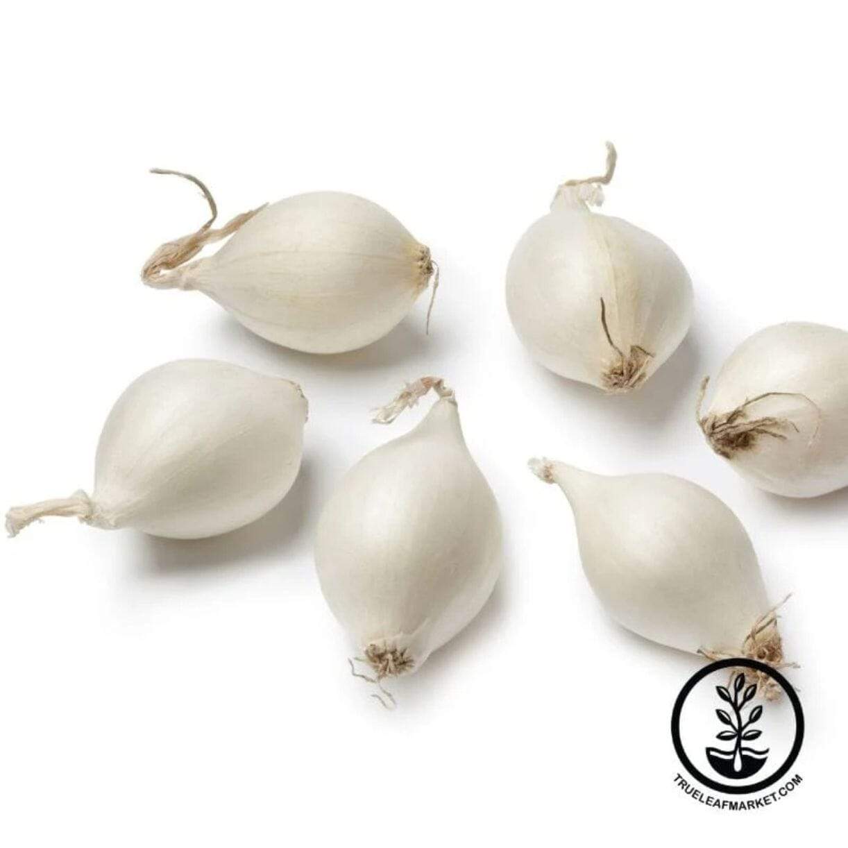 Snowball White Onion