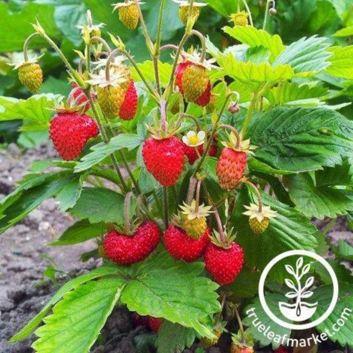 Mignonette Strawberry