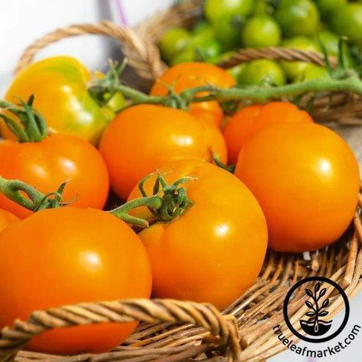 Mountain Gold Tomato