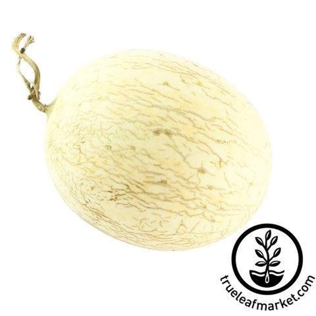 Branco Do Ribatejo Melon