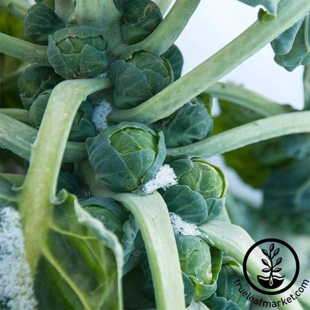 Long Island Improved Brussels Sprouts