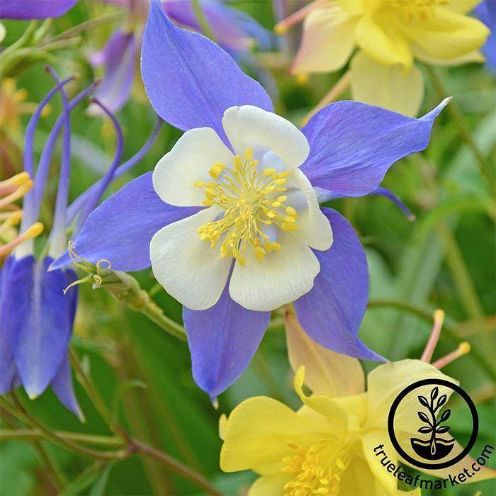 Mckana Giant Columbine