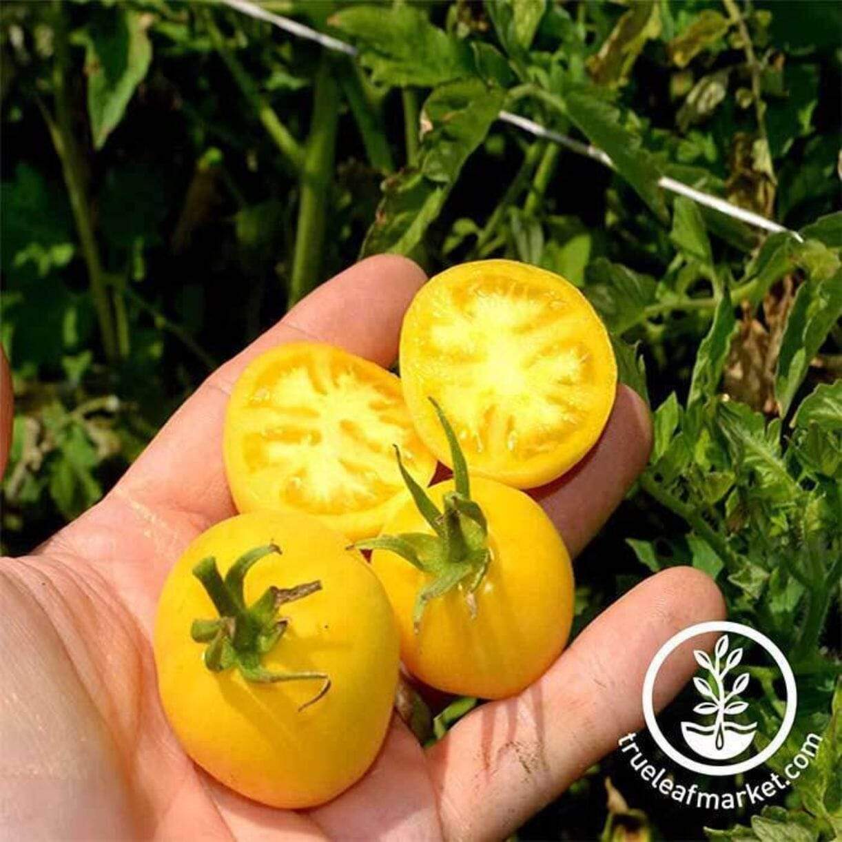 Garden Peach Tomato