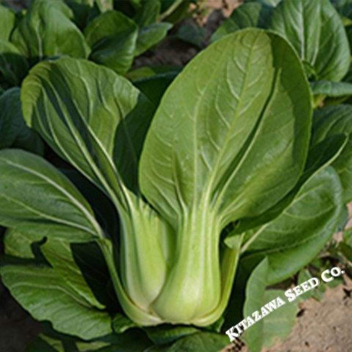 Chun Yu Cabbage