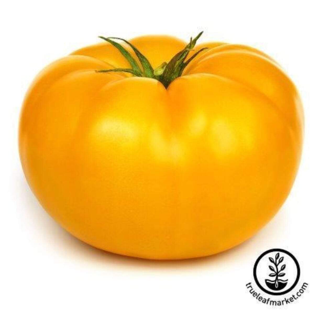 Beefsteak Yellow Tomato
