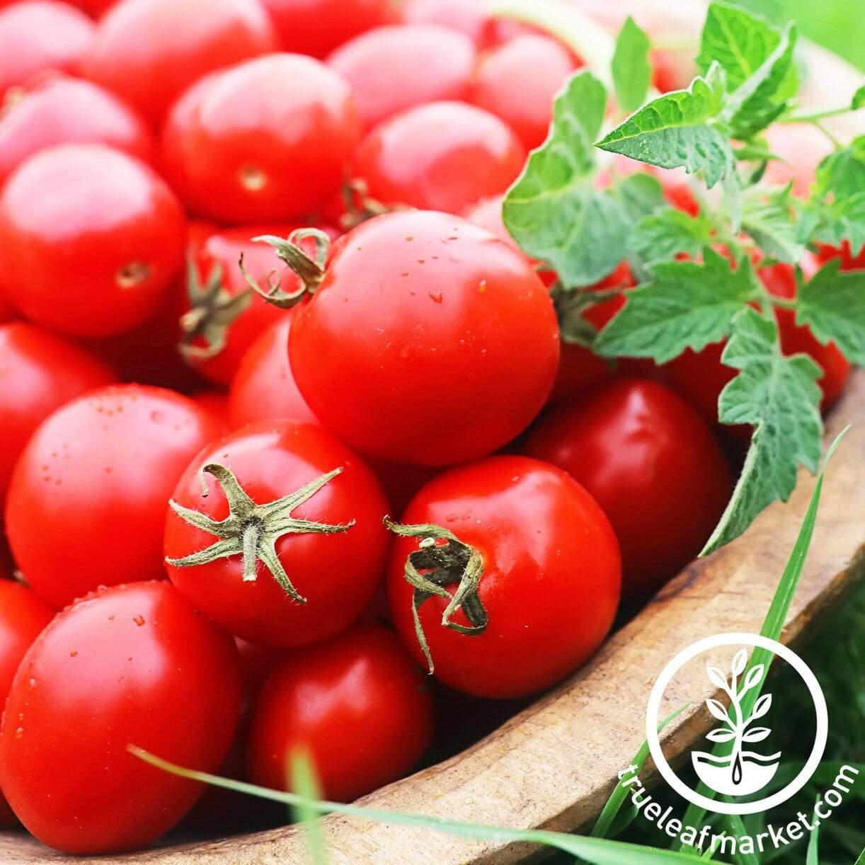 Chelsea Op Tomato