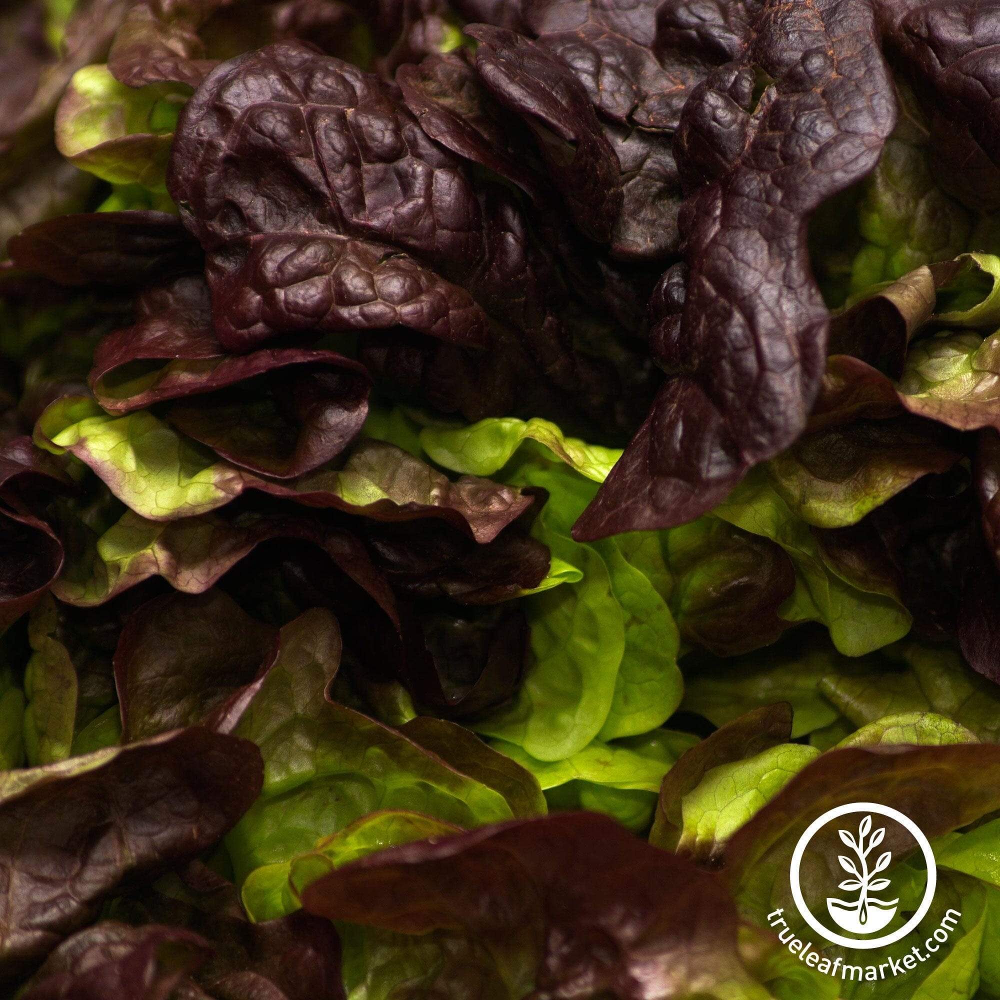 Burgandy Boston Lettuce