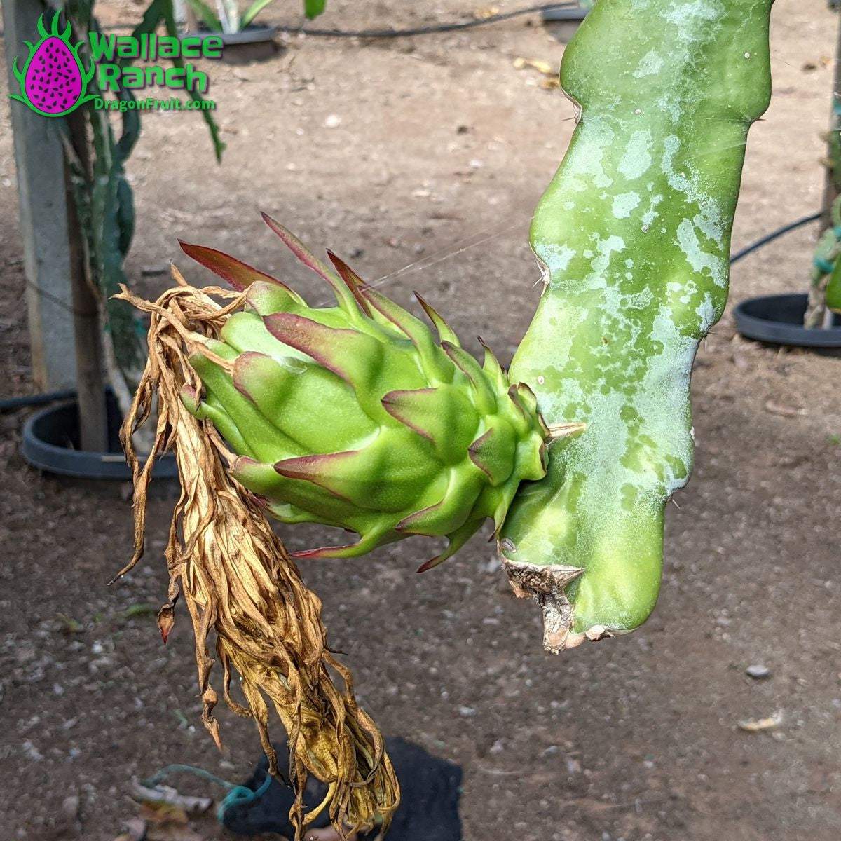 Wallace Ranch Dragonfruit (4)