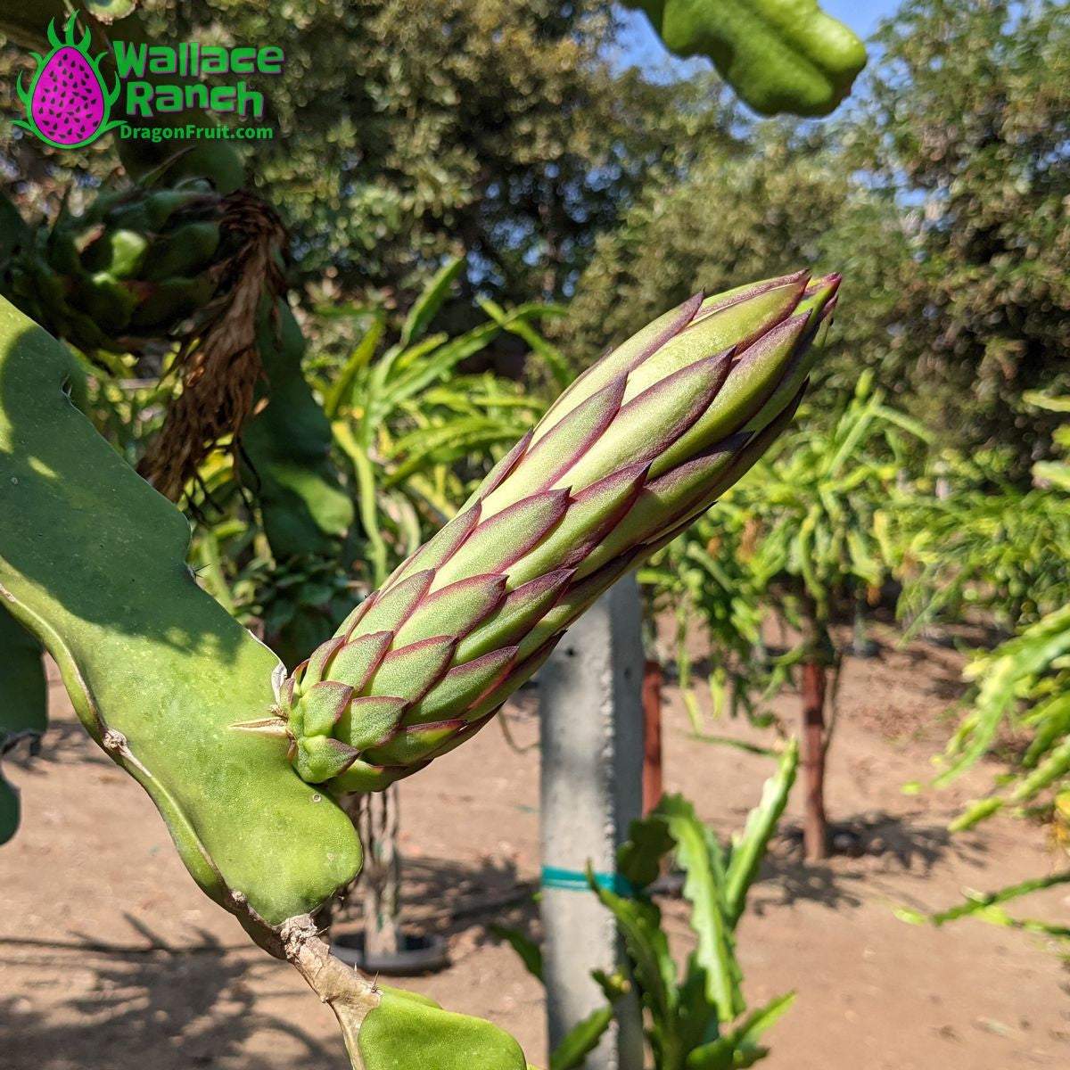 Wallace Ranch Dragonfruit (6)