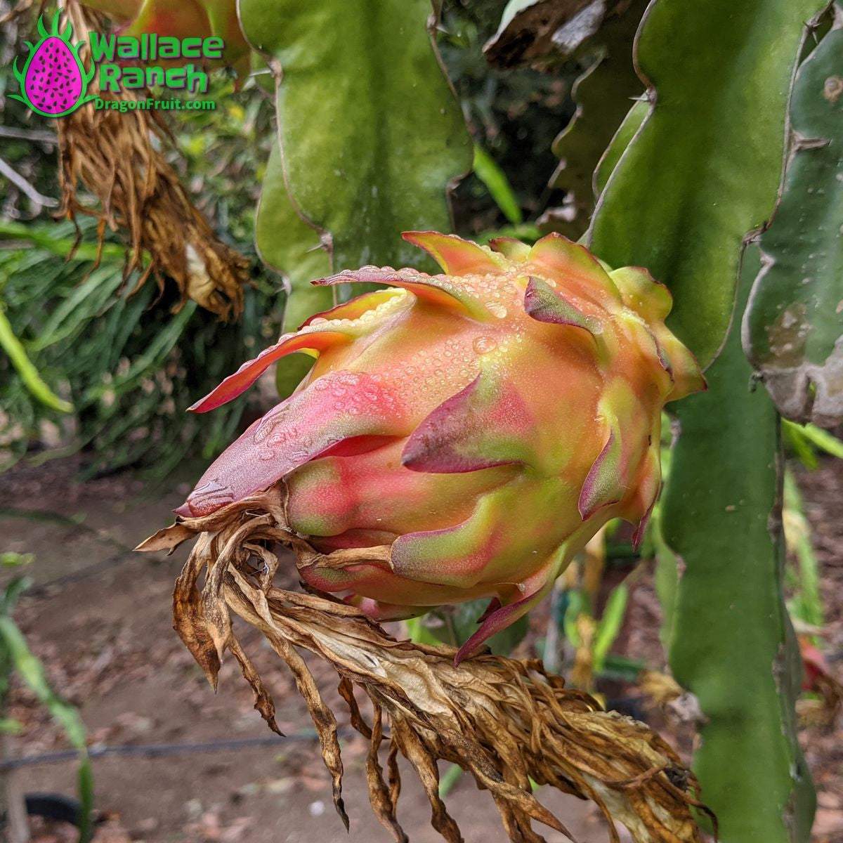 Wallace Ranch Dragonfruit (2)