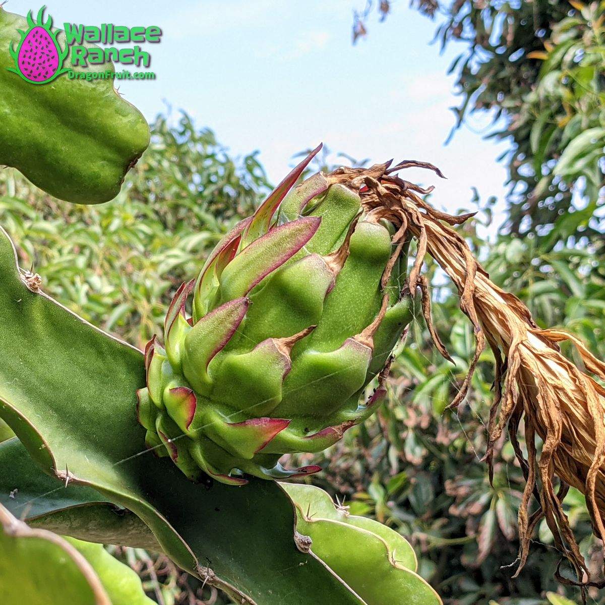 Wallace Ranch Dragonfruit (5)