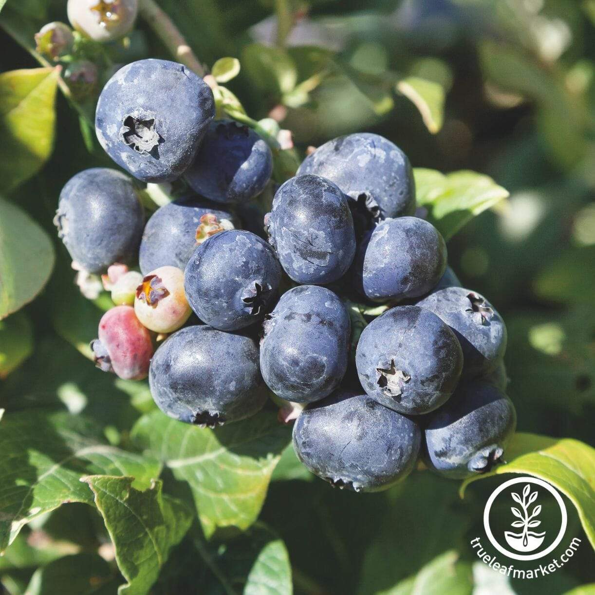 Northland Blueberry