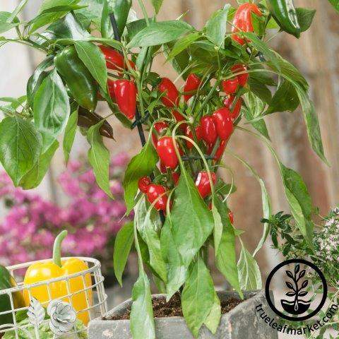 Pretty N Red Pepper