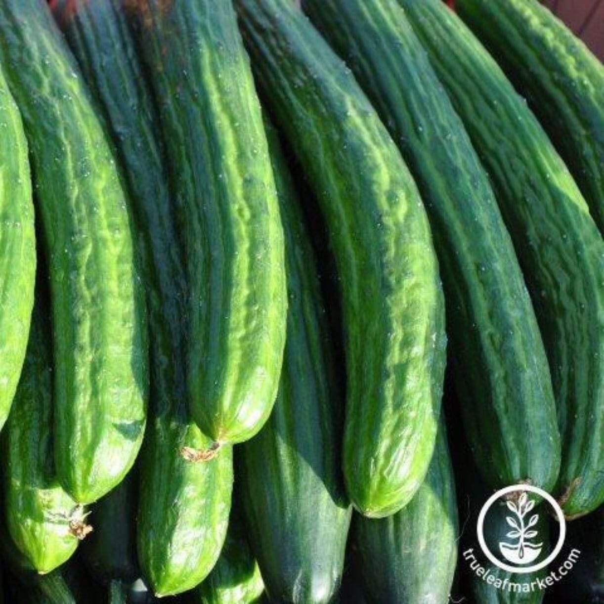 Greenhouse Long Burpless Cucumber