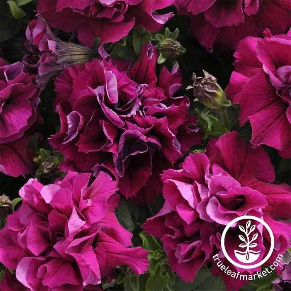 Double Madness Series Petunia