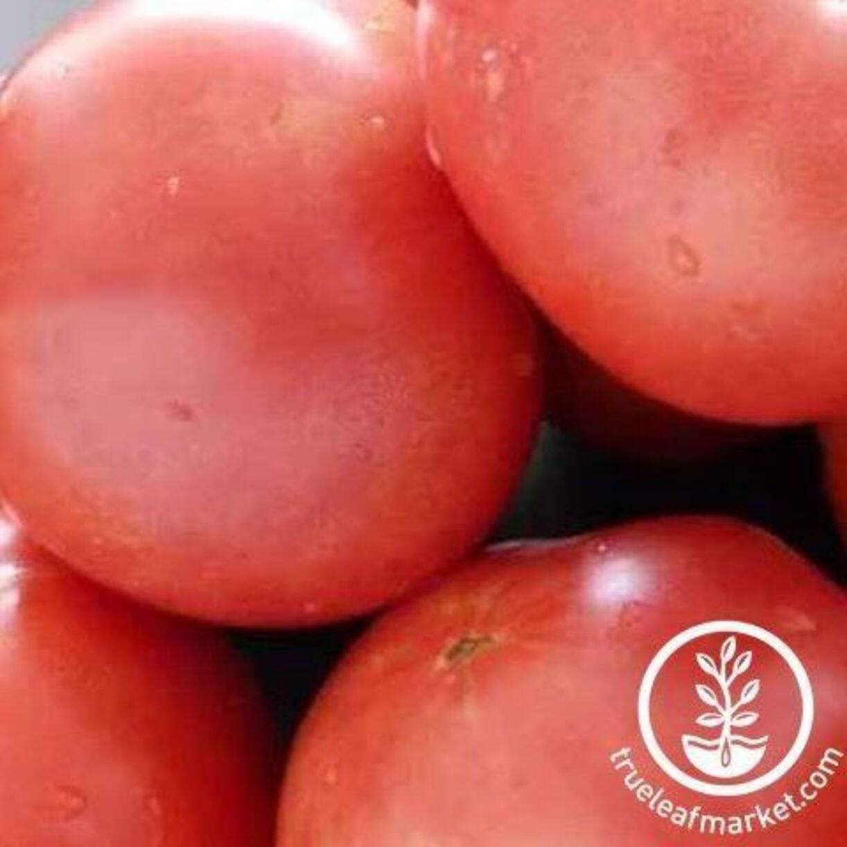 Bradley Tomato