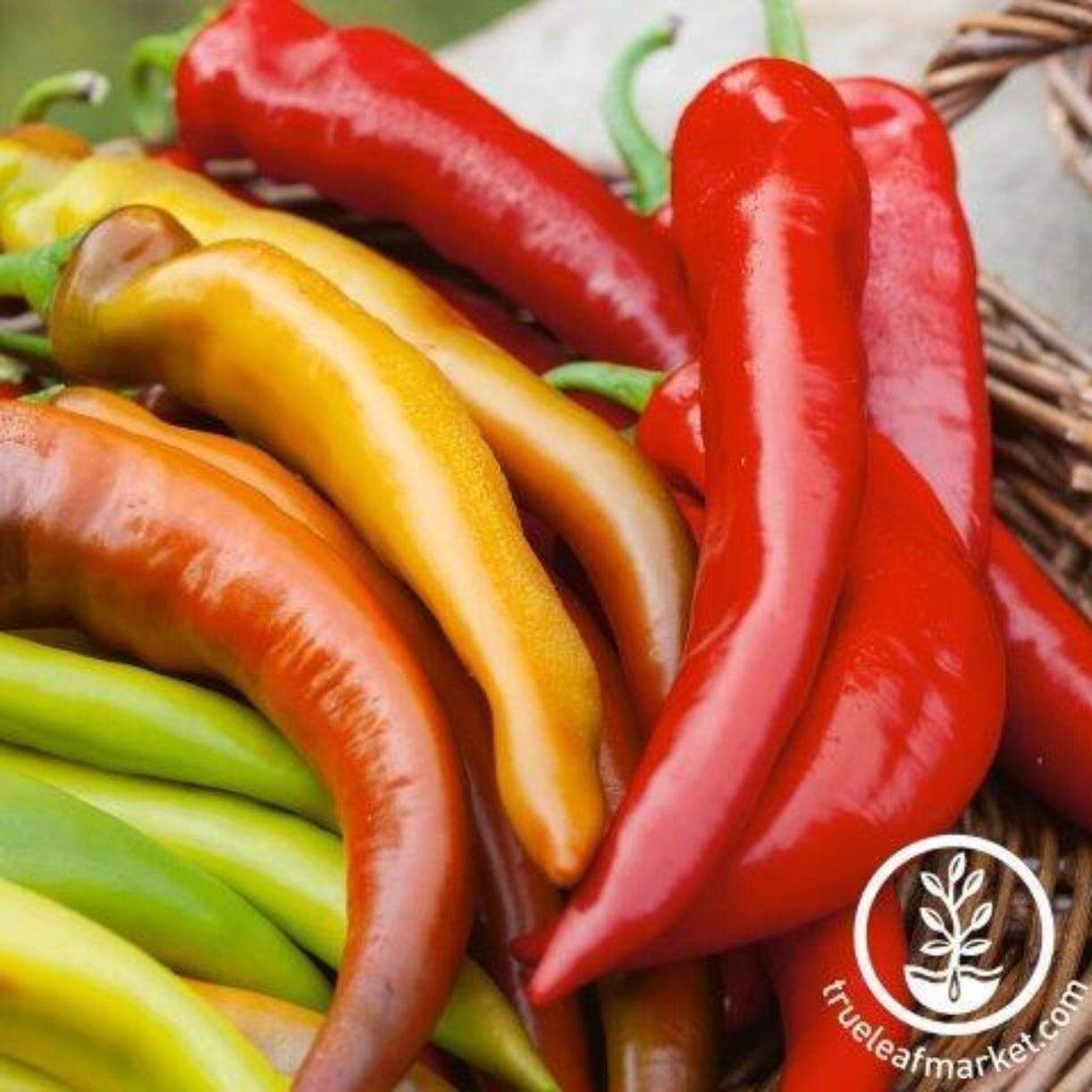 Mexican Sunset Pepper