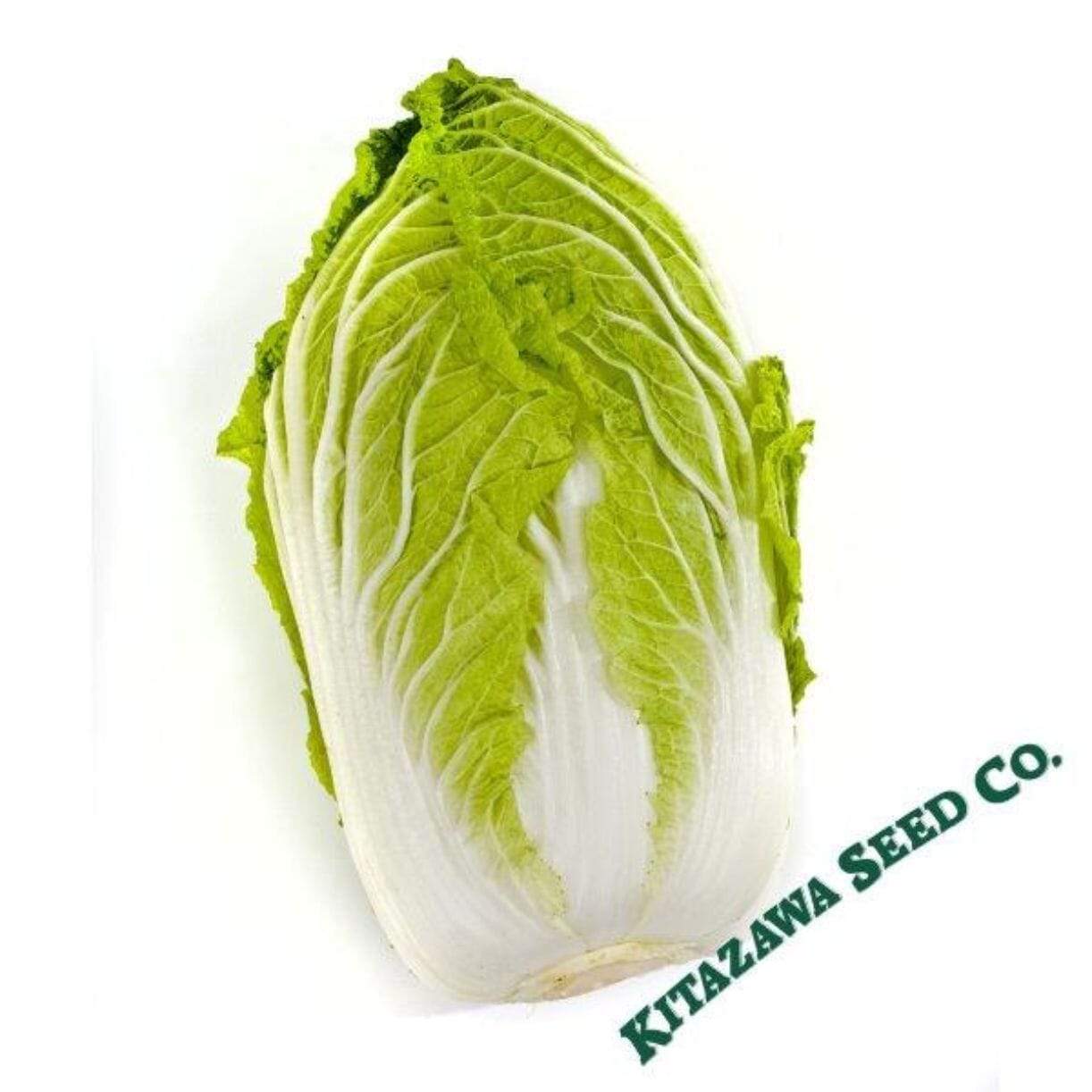 Matsushima No. 2 Chinese Cabbage