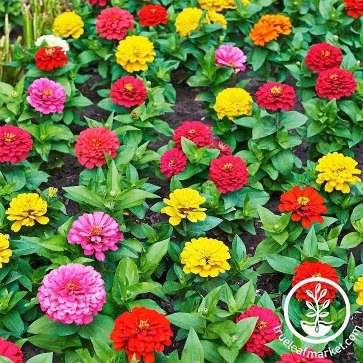 Thumbelina Mixture Zinnia