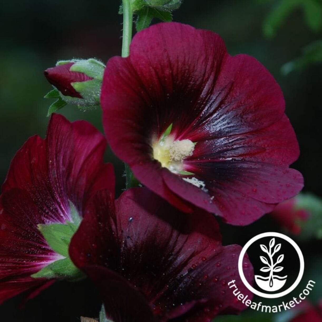 Nigra Hollyhock