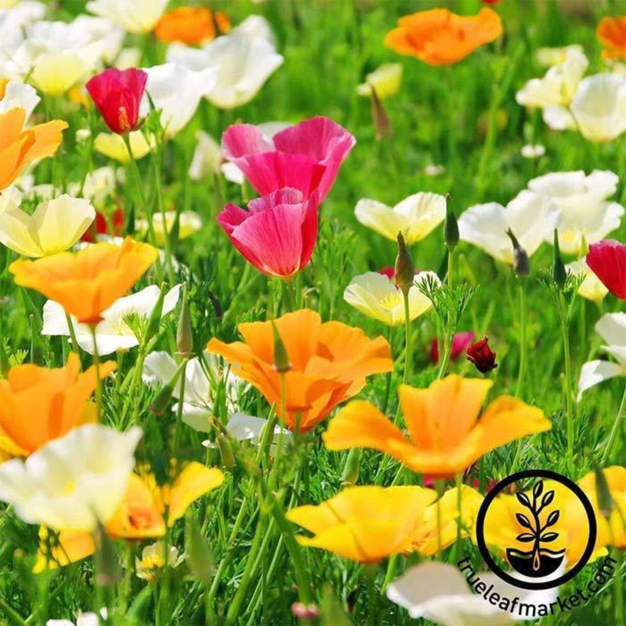 Mission Bells California Poppy