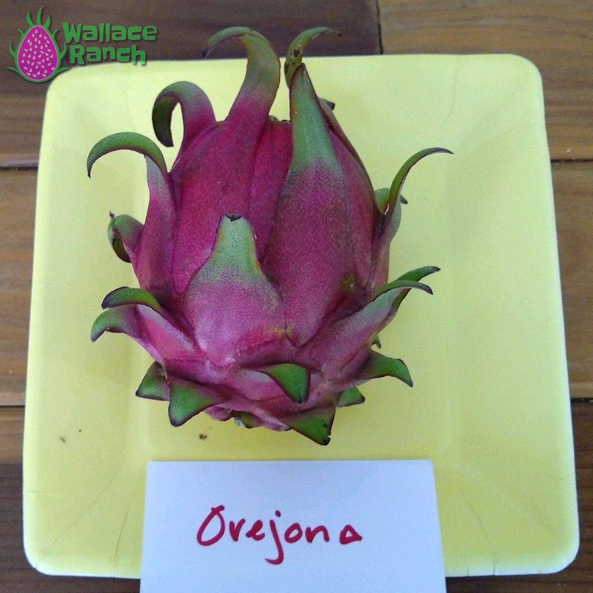 Orejona Dragonfruit (4)