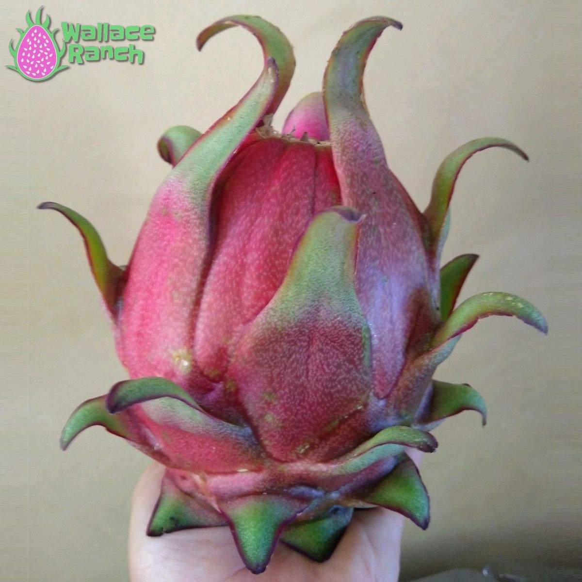 Orejona Dragonfruit (3)