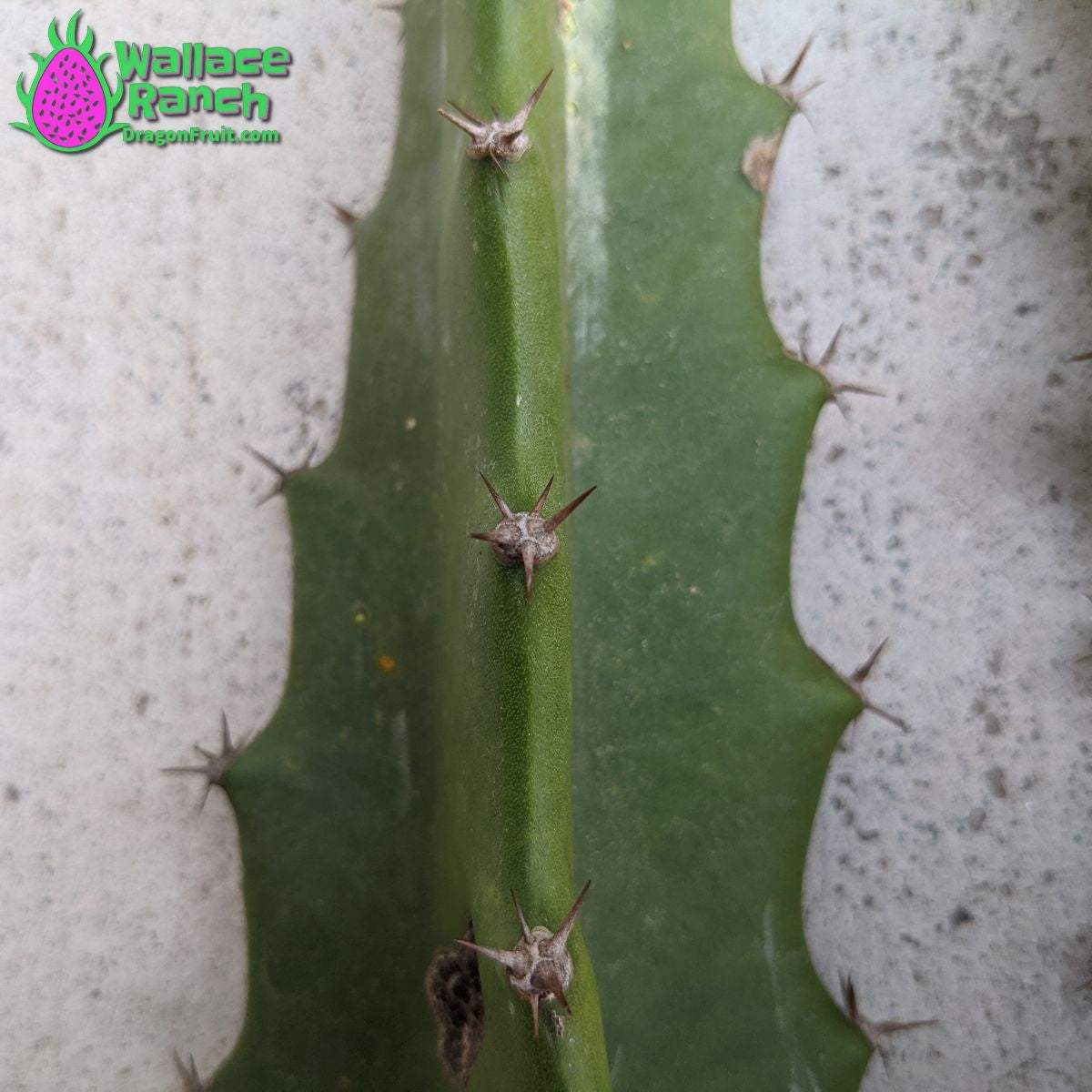 Orejona Dragonfruit (6)